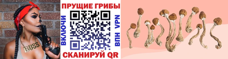купить  цена  Яхрома  Псилоцибиновые грибы Cubensis 